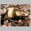 Gyroporus cyanescens Kornblumen-Roehrling.jpg